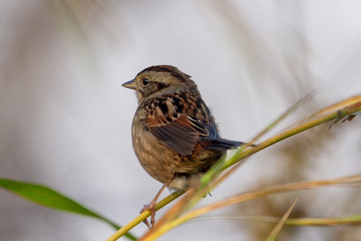 Bruant des marais - ML645814870