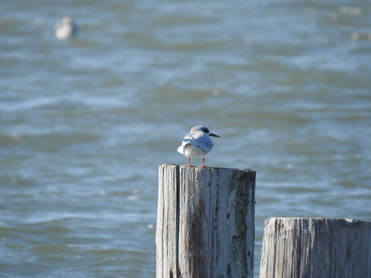 Forster's Tern - ML645814878