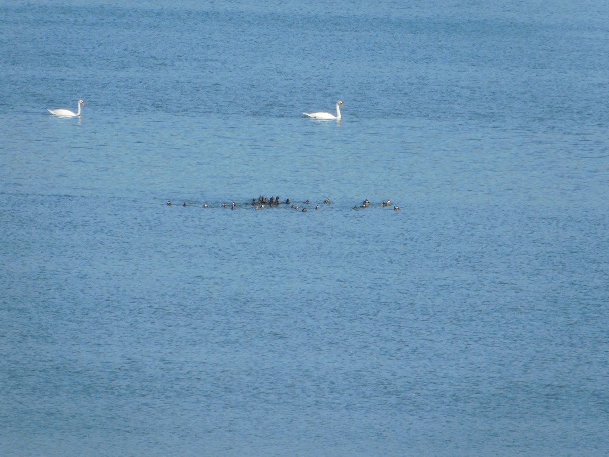 Ruddy Duck - ML645814879