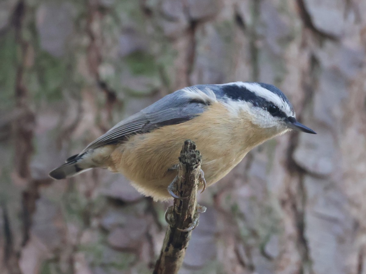 Red-breasted Nuthatch - ML645814880