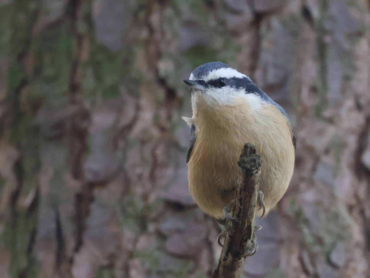 Red-breasted Nuthatch - ML645814883
