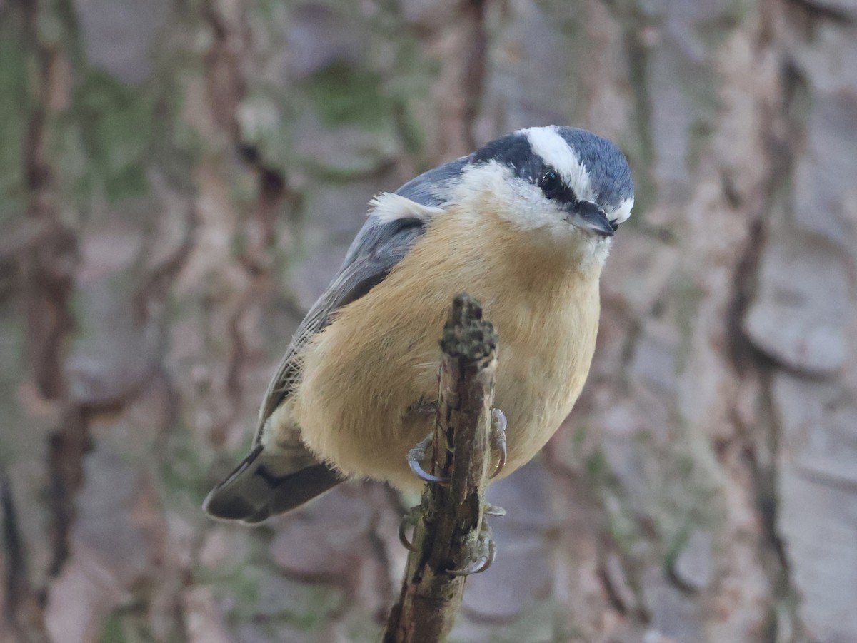 Red-breasted Nuthatch - ML645814885