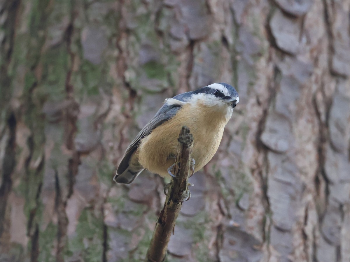 Red-breasted Nuthatch - ML645814886