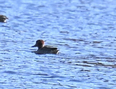 Green-winged Teal - ML645814891