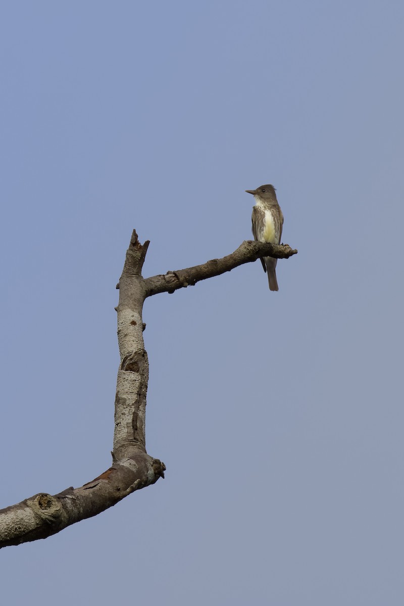 Olive-sided Flycatcher - ML645814893