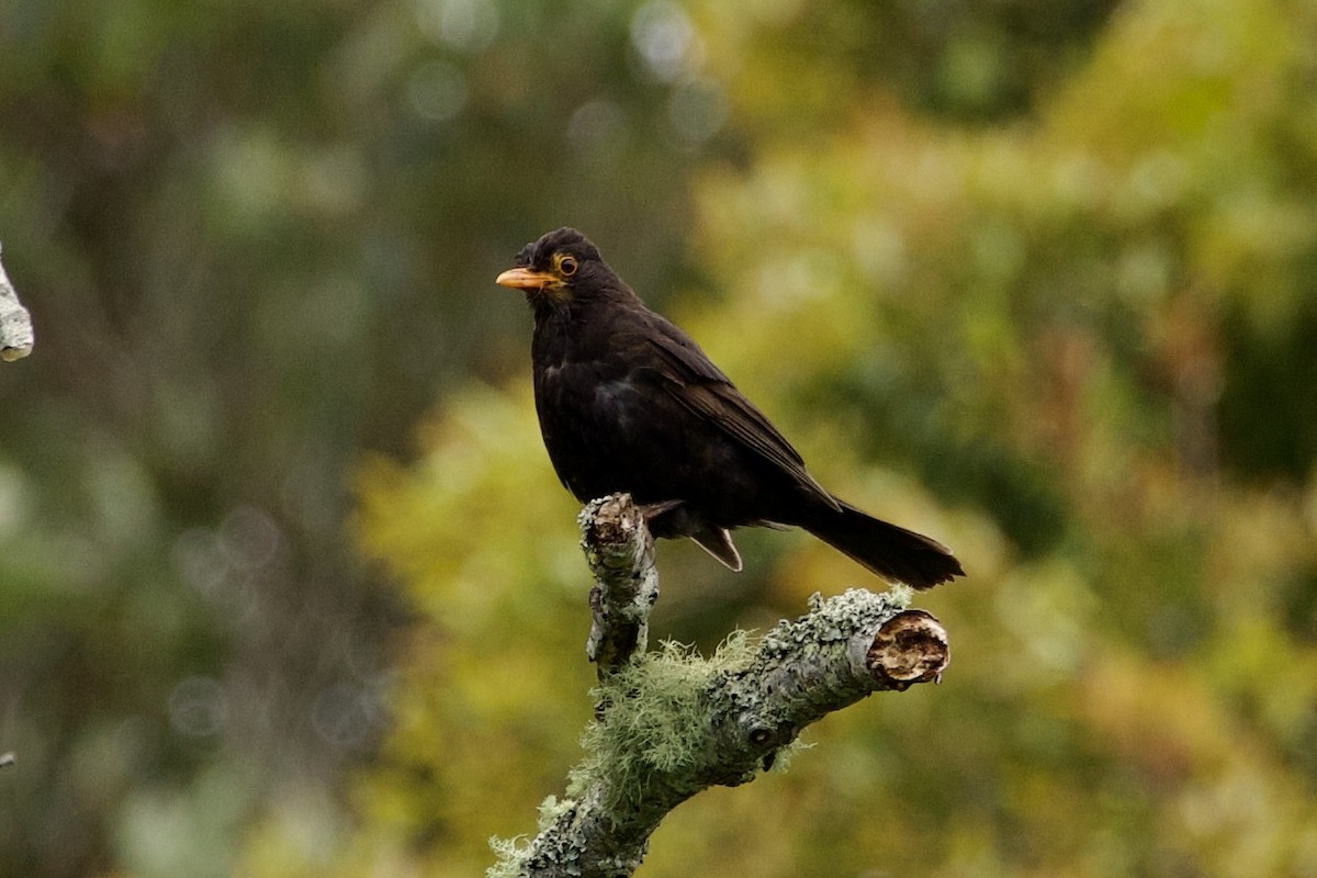 Eurasian Blackbird - ML645814896