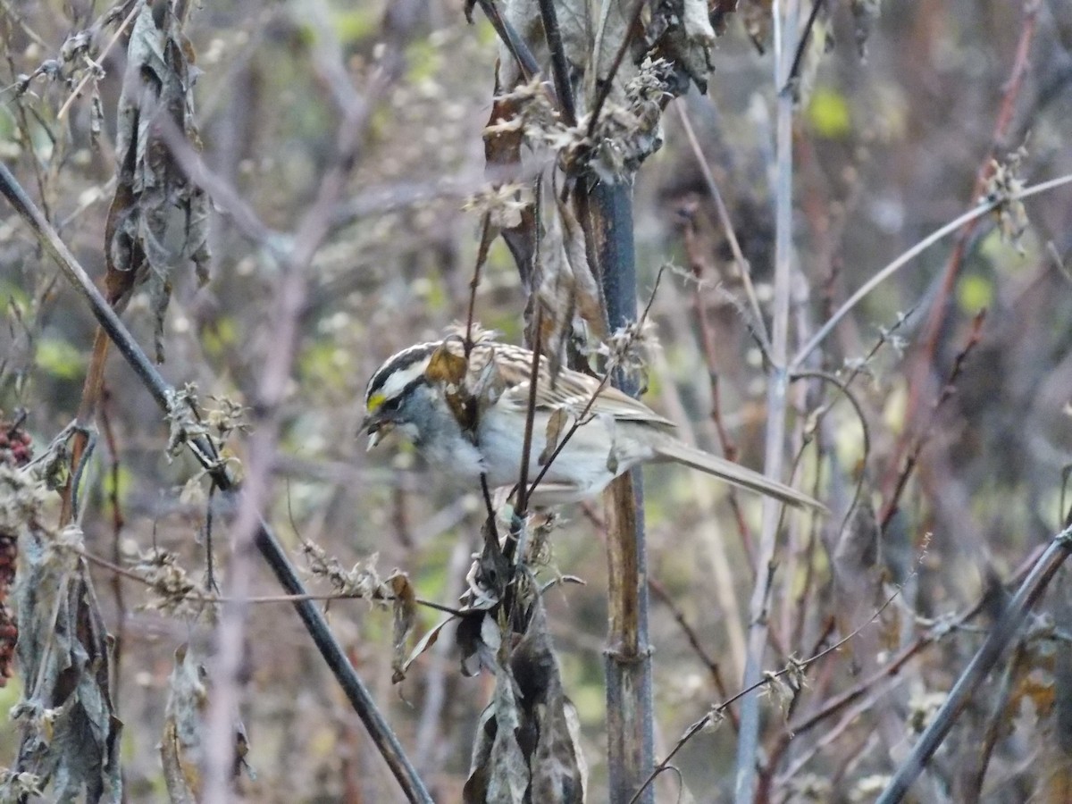 White-throated Sparrow - ML645814918