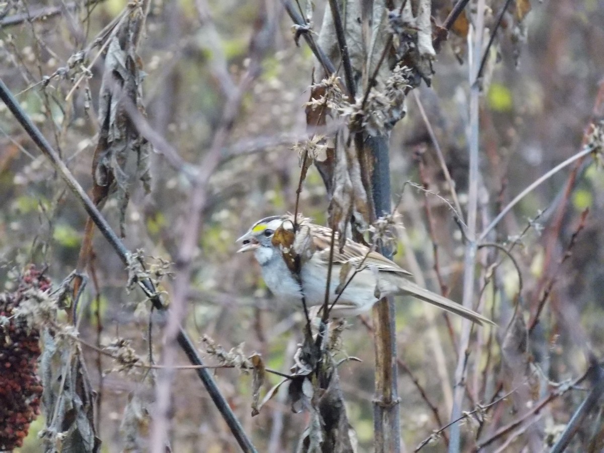 White-throated Sparrow - ML645814919