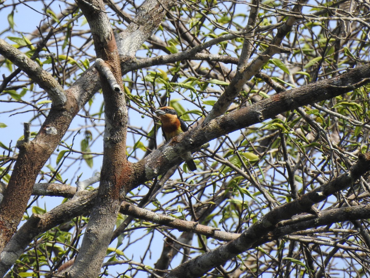 Brown-chested Barbet - ML645814921