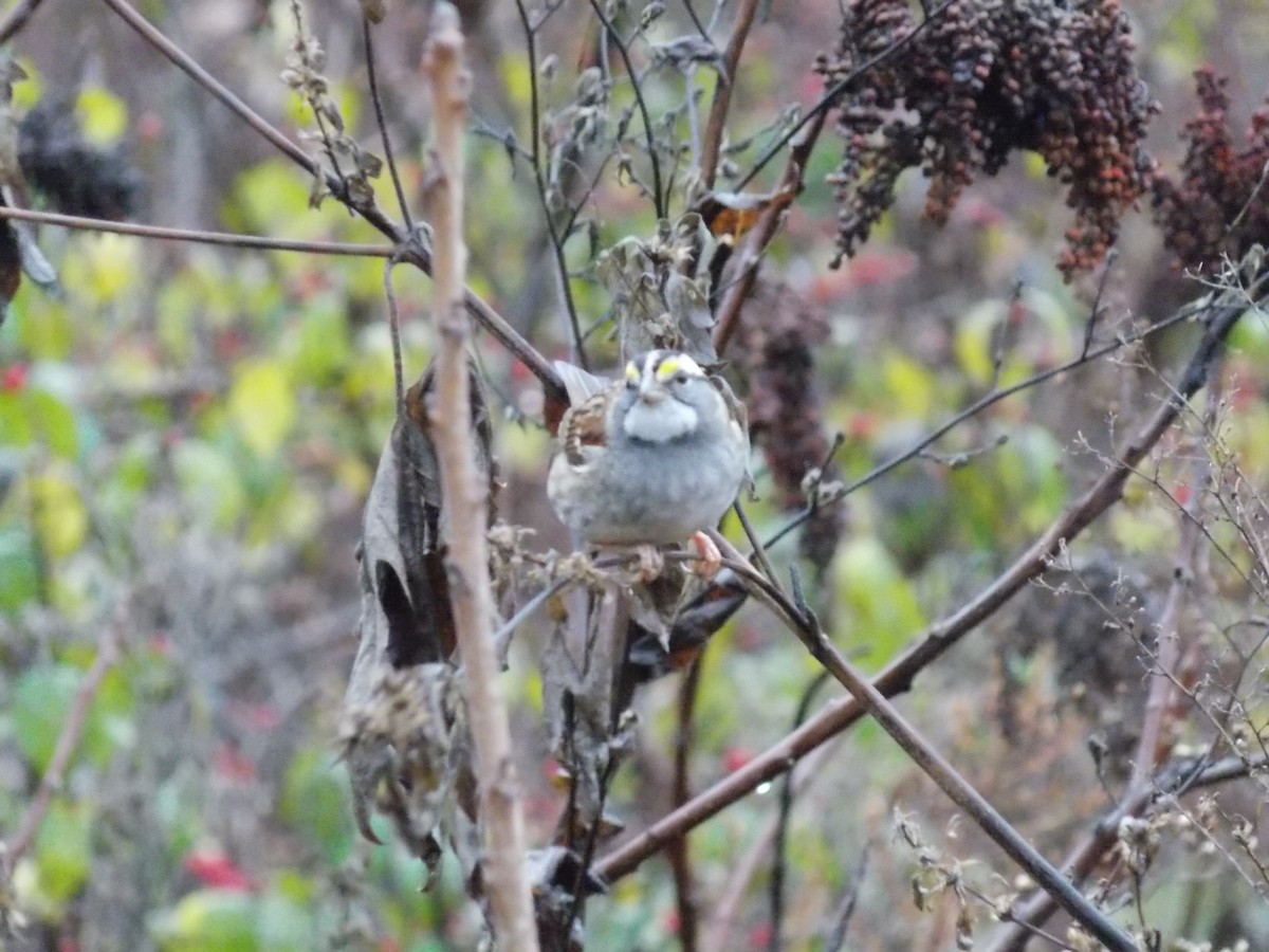 White-throated Sparrow - ML645814923