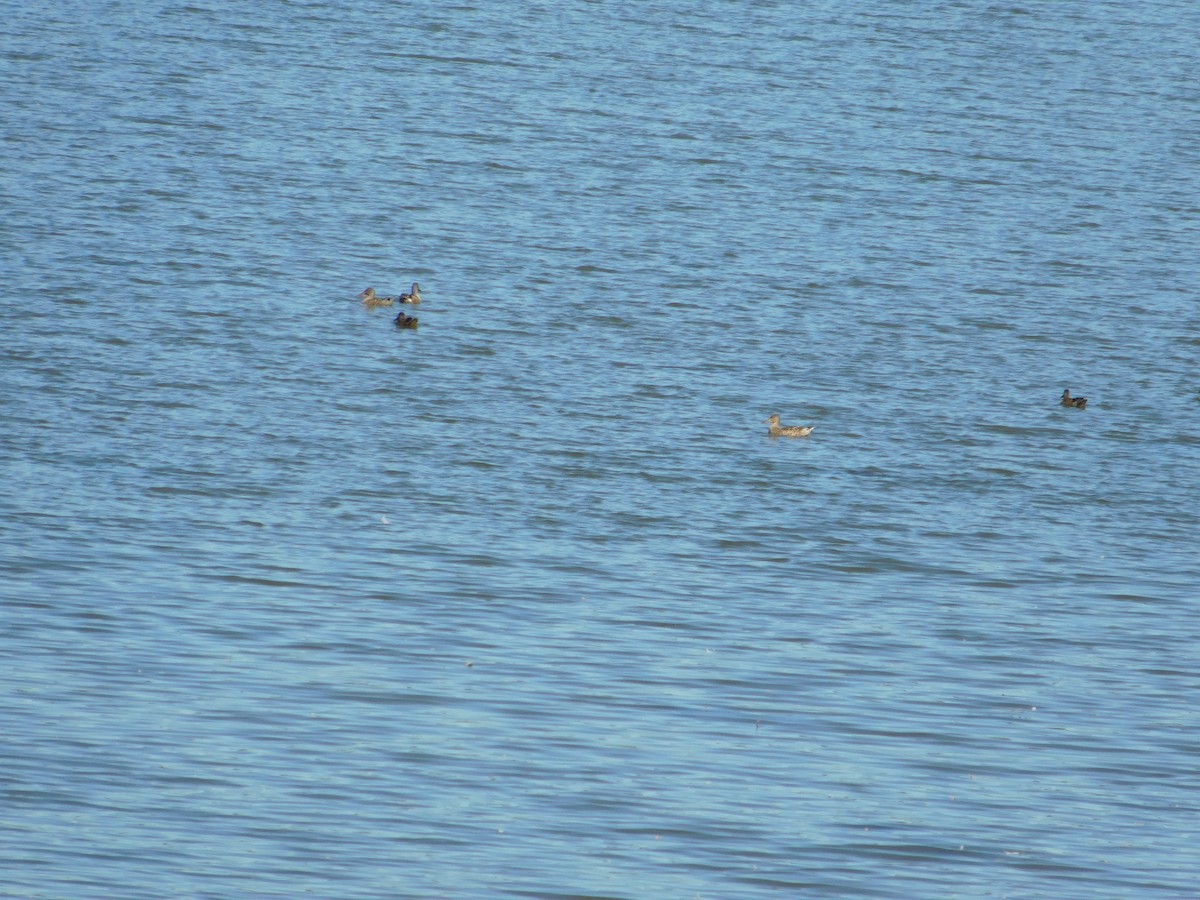 Northern Shoveler - ML645814929