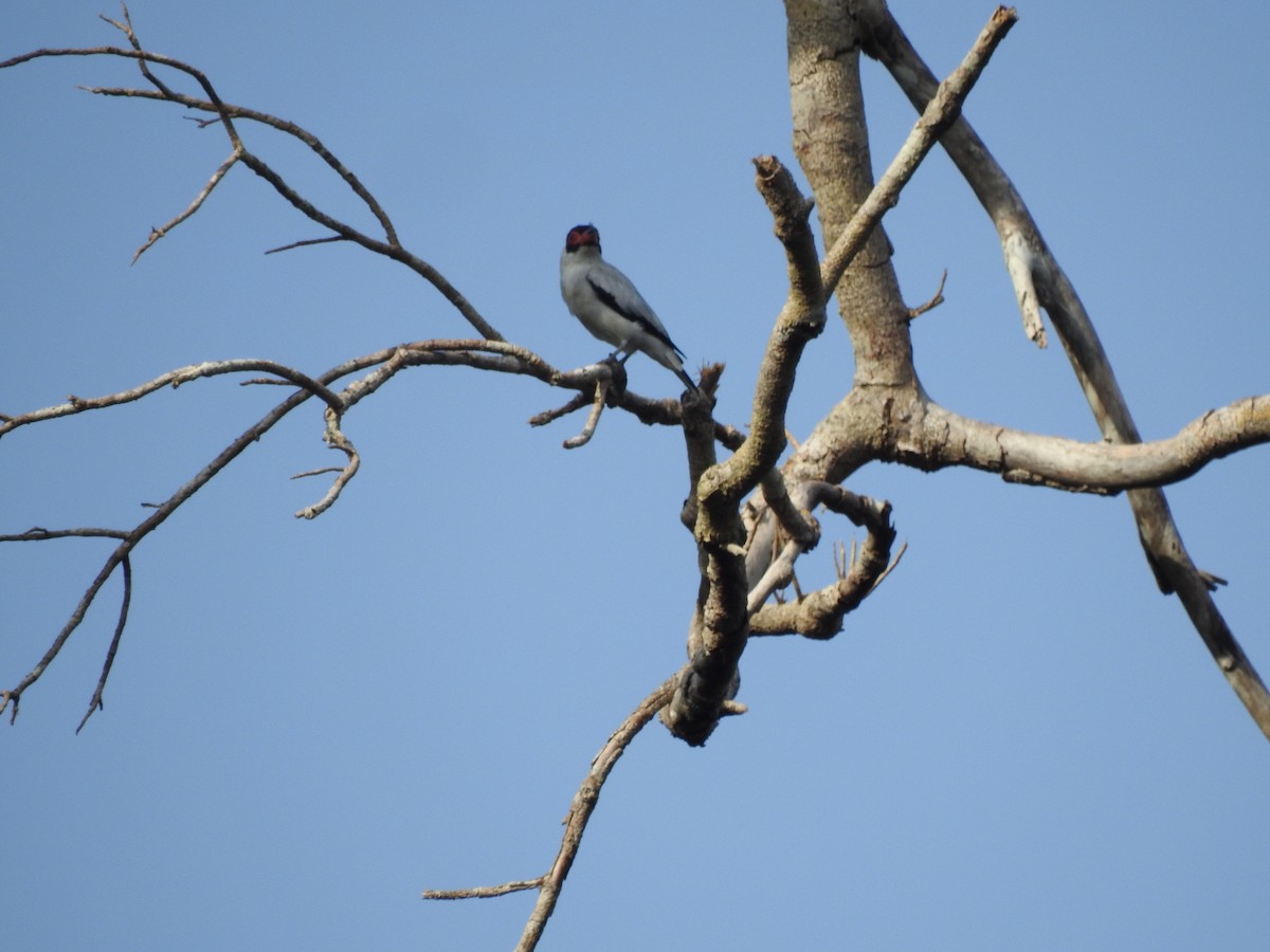 Masked Tityra - ML645814930