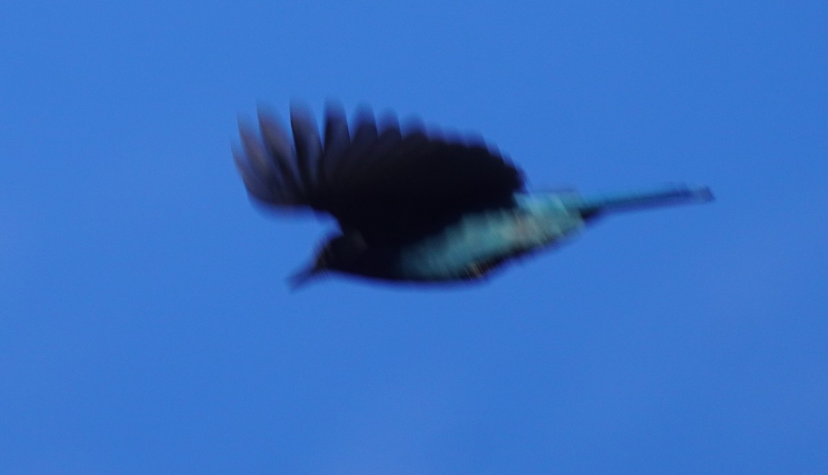 Steller's Jay - ML645814934