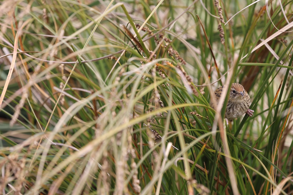 New Zealand Fernbird - ML645814935