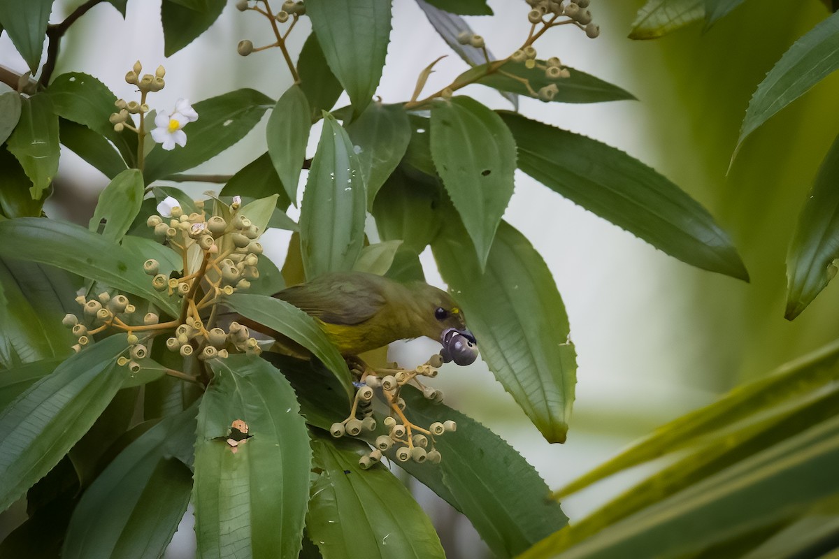 Tangara Palmera - ML645814937