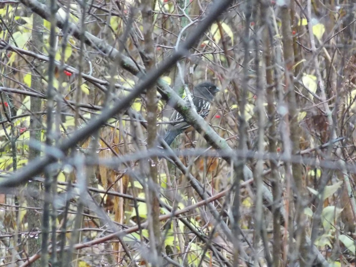 Spotted Towhee - ML645814947