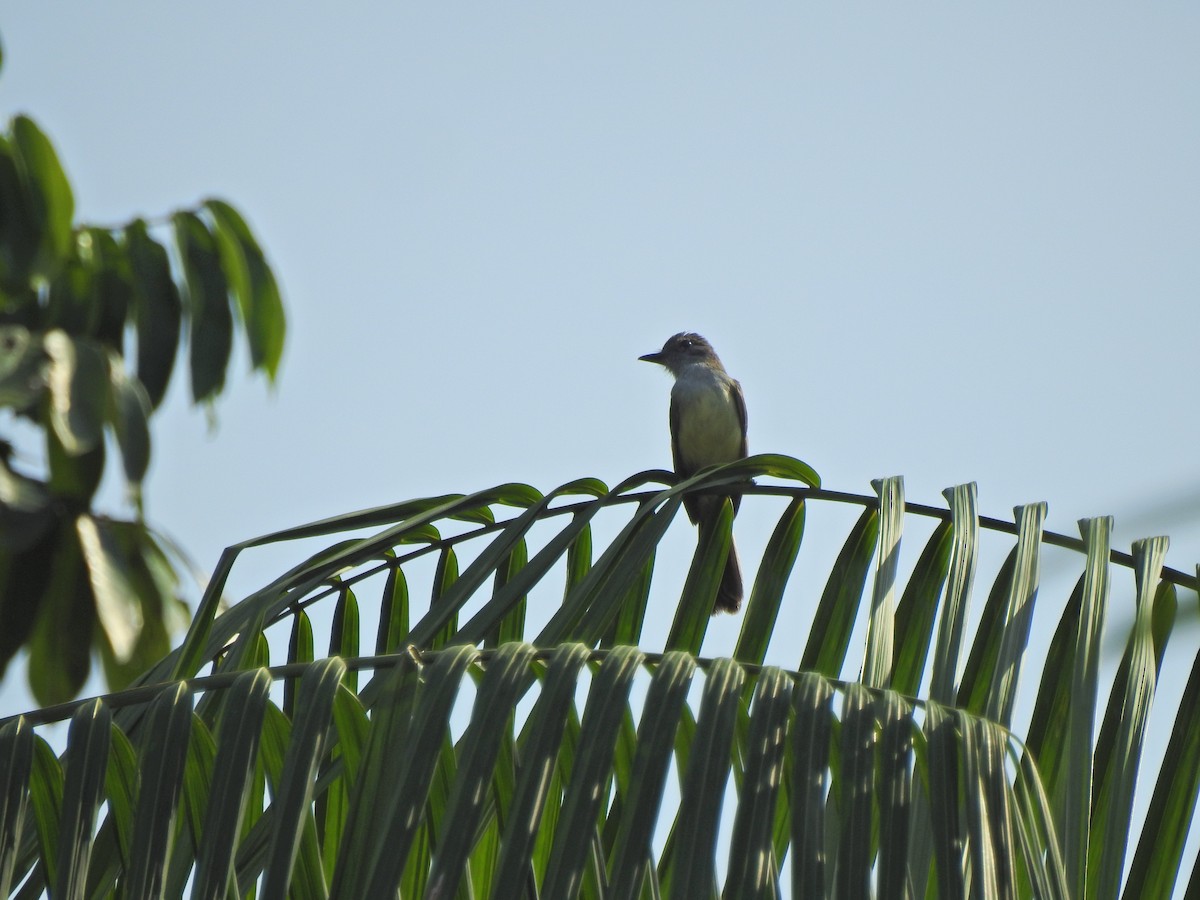 Sulphury Flycatcher - ML645814948