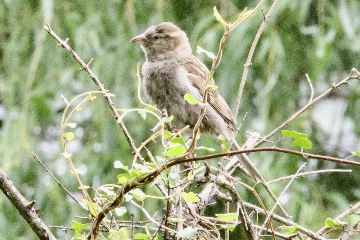 Common Chaffinch - ML645814950