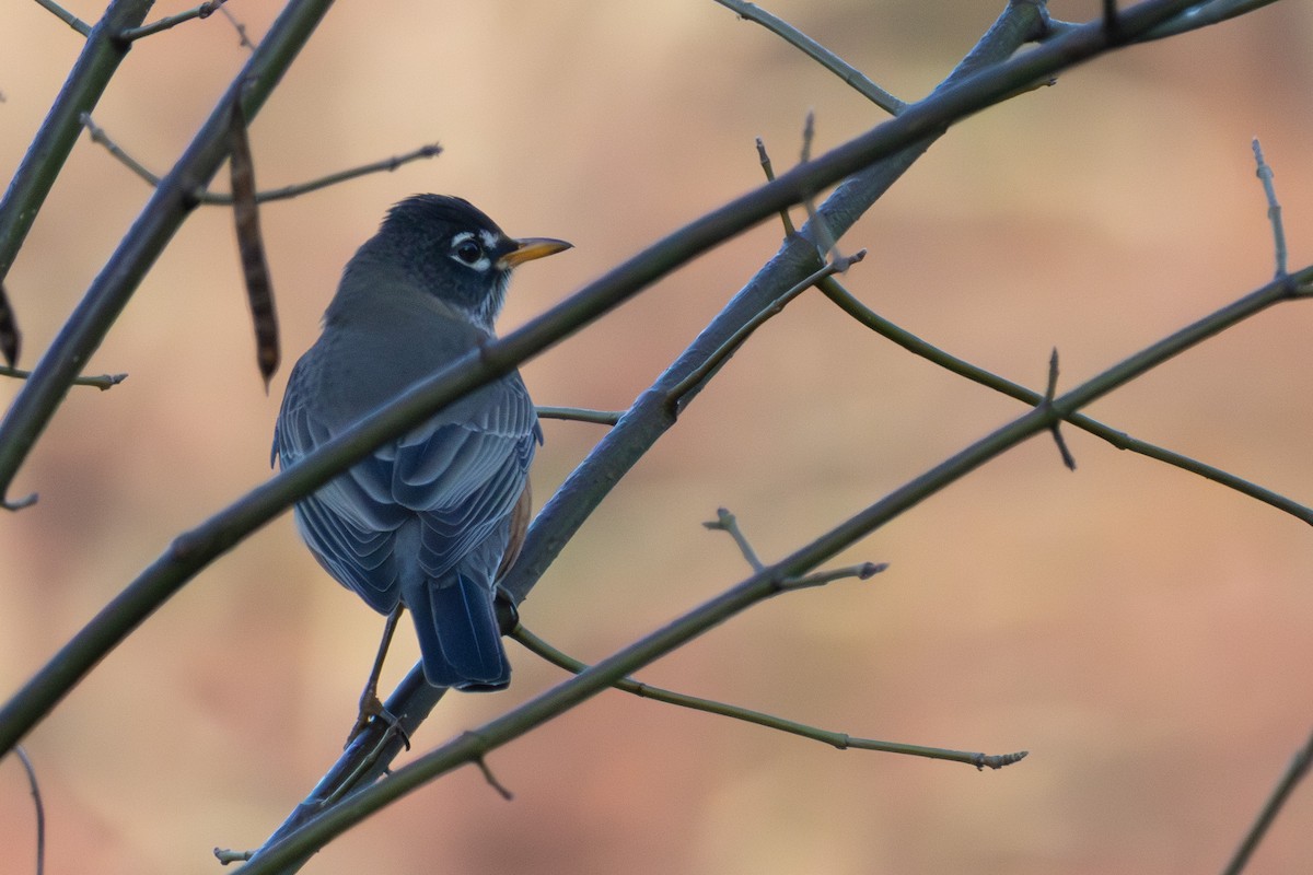 Дрізд мандрівний - ML645814951
