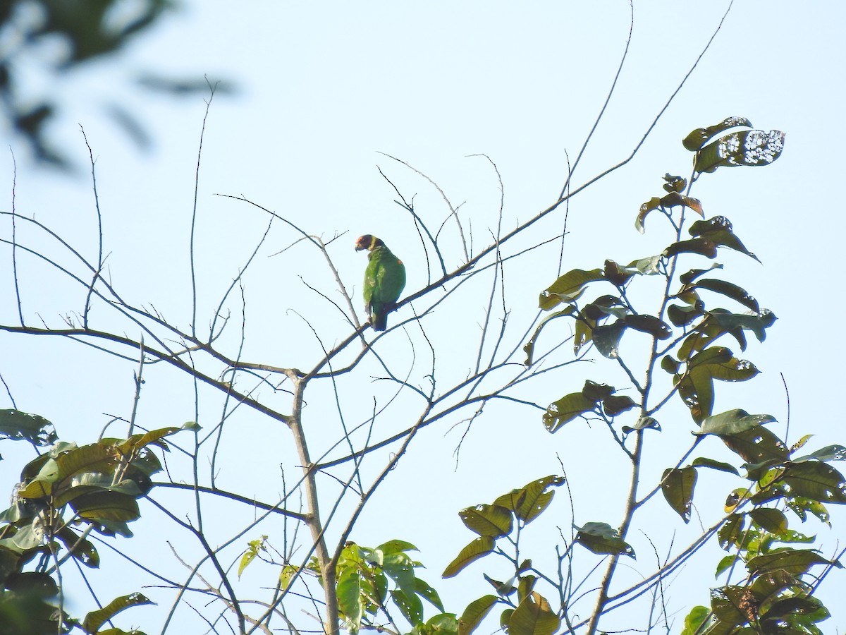 Vulturine Parrot - ML645814952