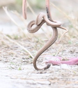Florida Brownsnake - ML645814953