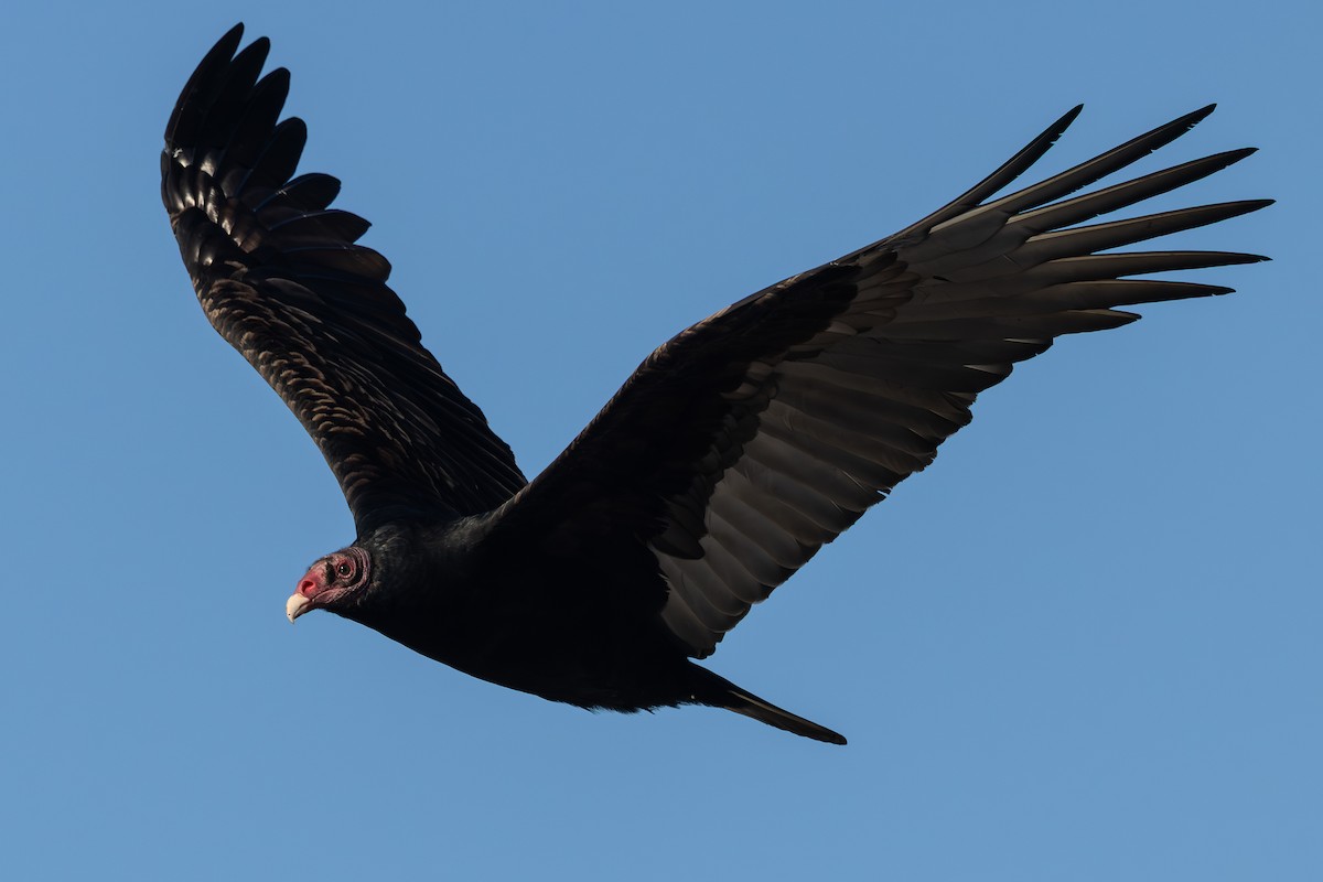 Turkey Vulture (Northern) - ML645814956