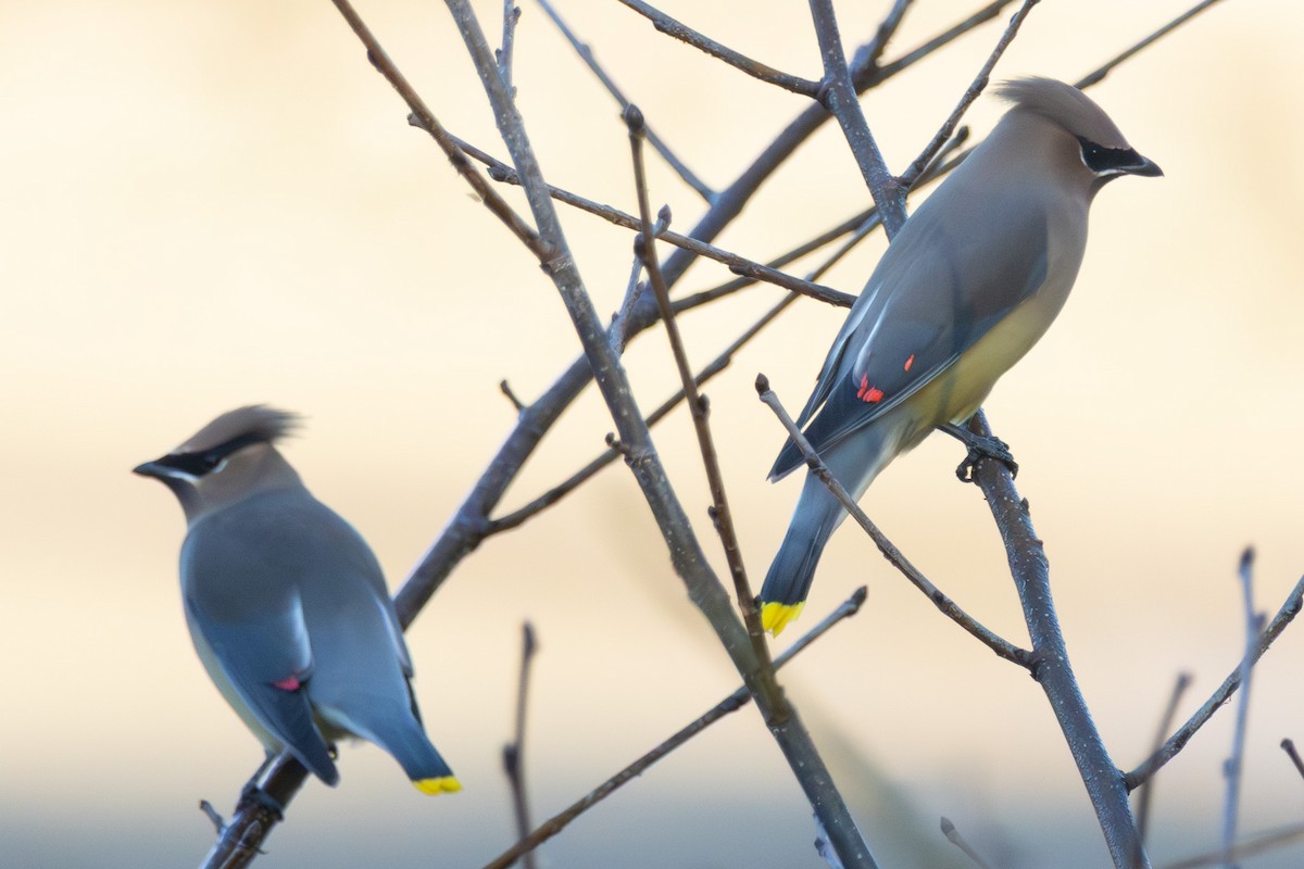 Sedir İpekkuyruğu - ML645814960