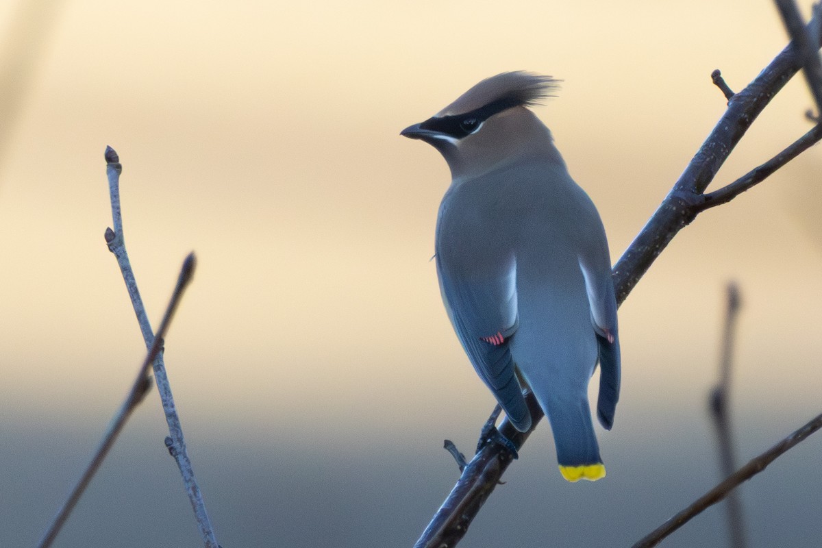 Sedir İpekkuyruğu - ML645814961