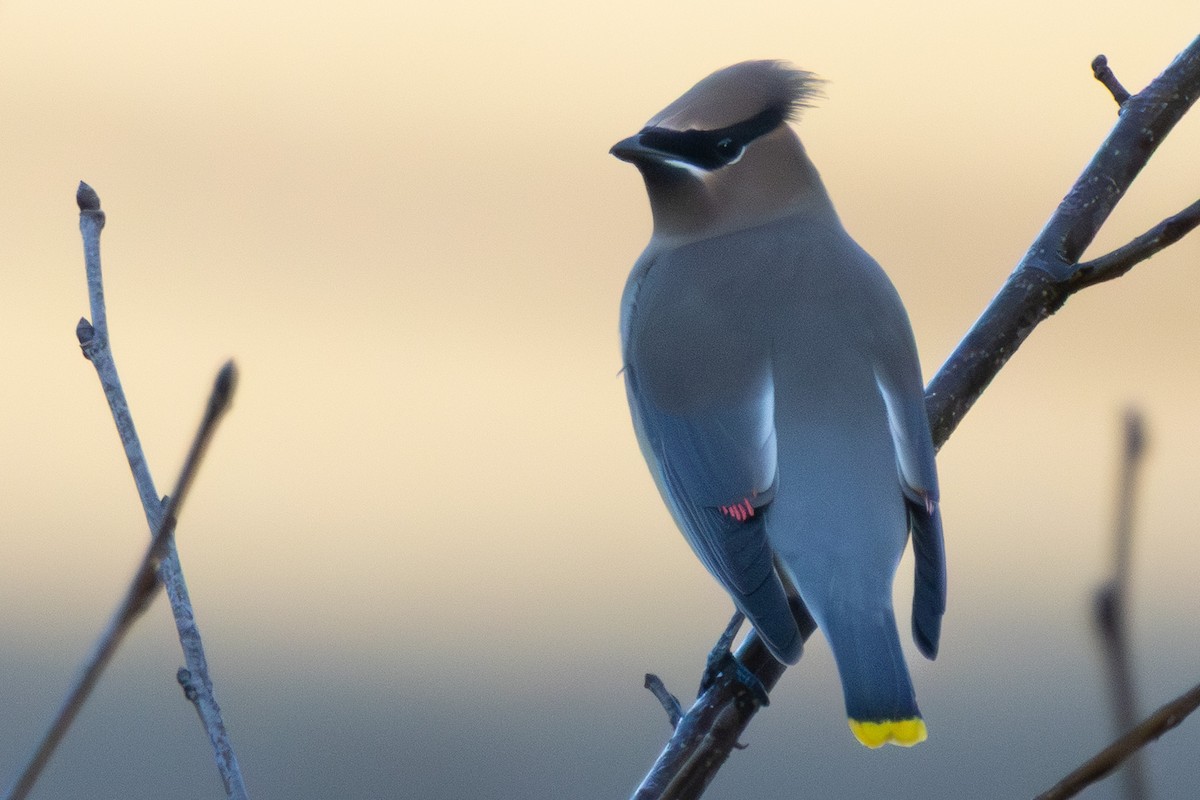Sedir İpekkuyruğu - ML645814962
