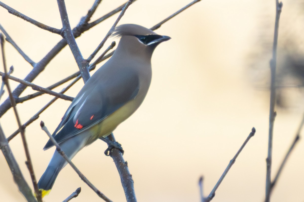 Sedir İpekkuyruğu - ML645814963