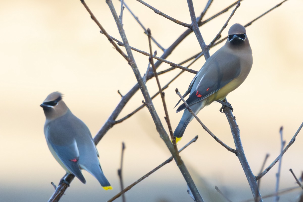 Sedir İpekkuyruğu - ML645814964