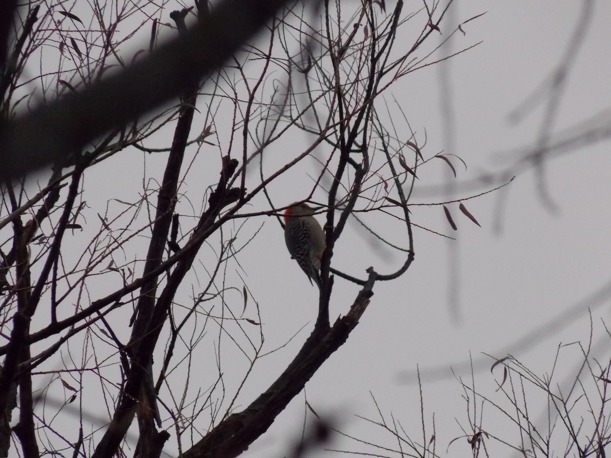 Red-bellied Woodpecker - ML645814988