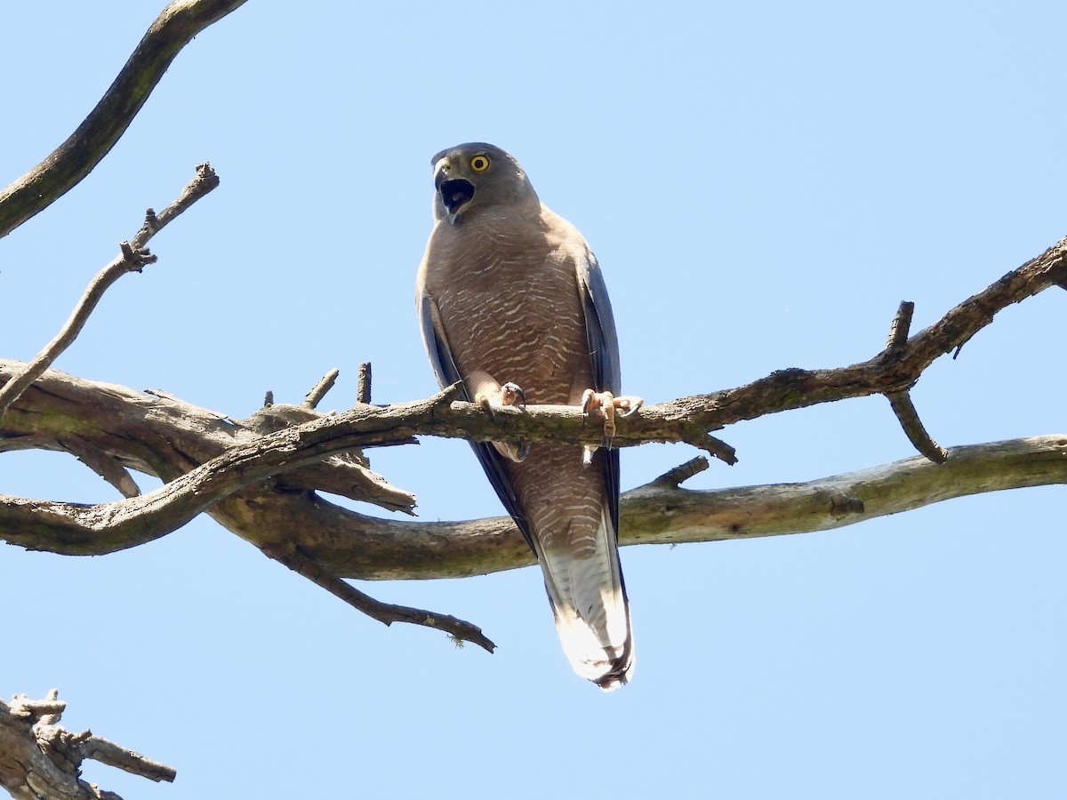 Brown Goshawk - ML645814995