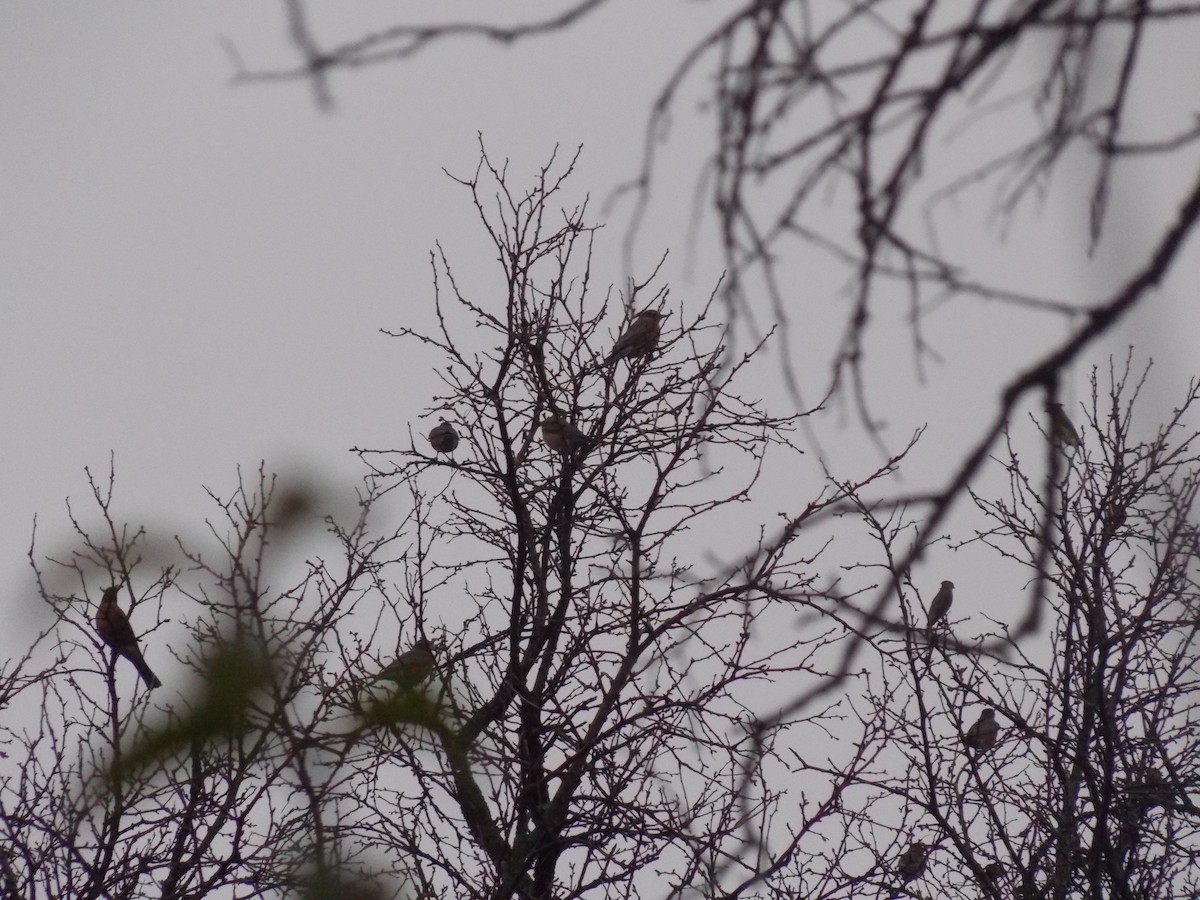 Sedir İpekkuyruğu - ML645815002