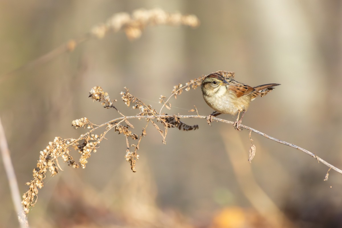 Bruant des marais - ML645815011