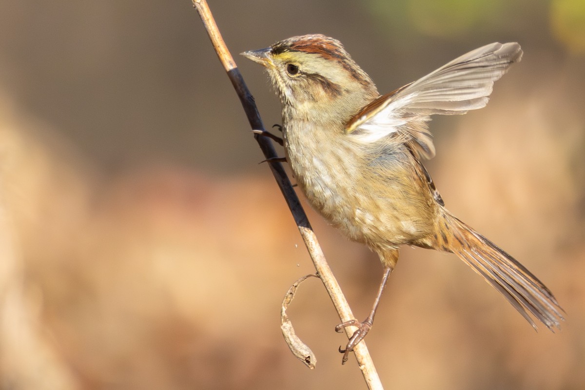 Bruant des marais - ML645815012