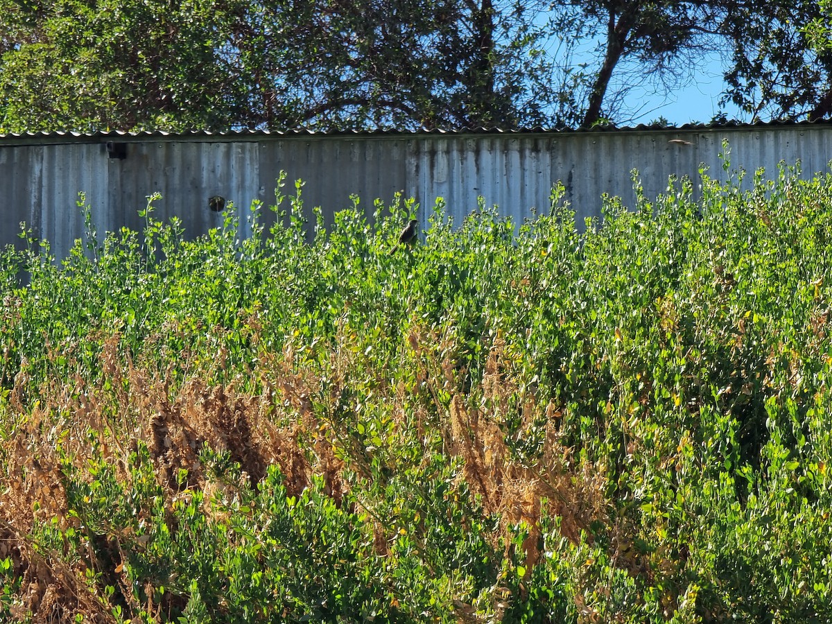 Slender-billed Finch - ML645815013