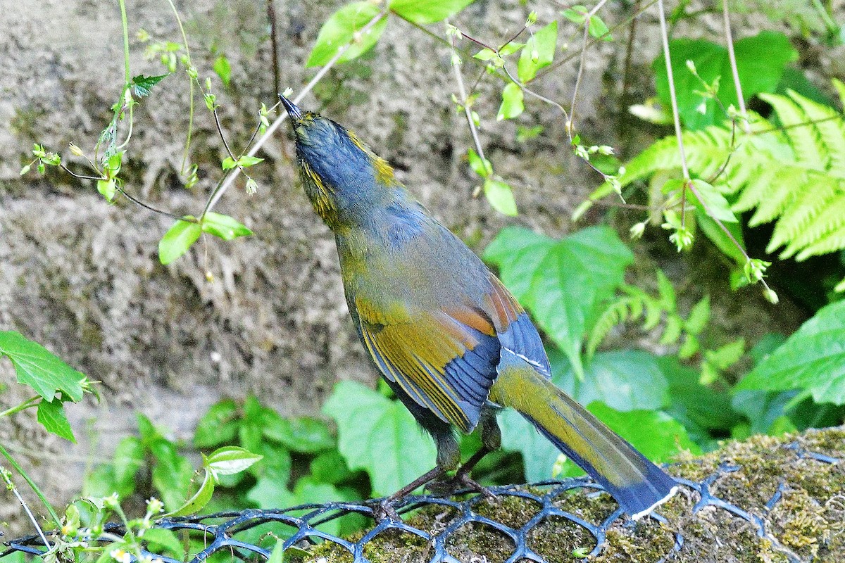 Taiwan Liocichla - ML645815015