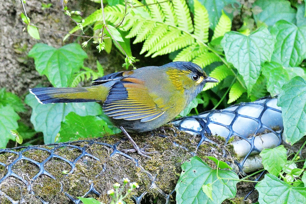 Taiwan Liocichla - ML645815016