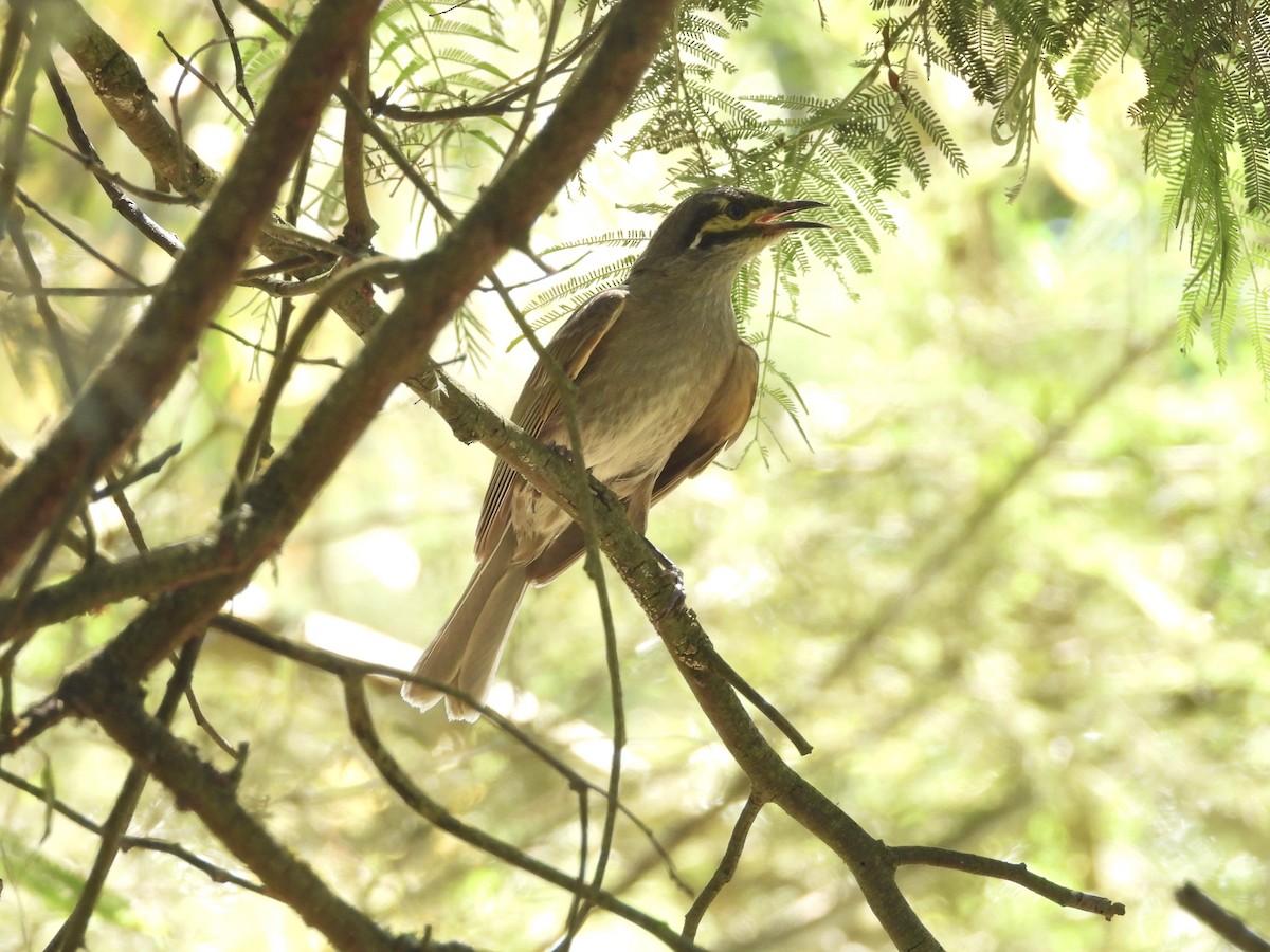 Yellow-faced Honeyeater - ML645815022