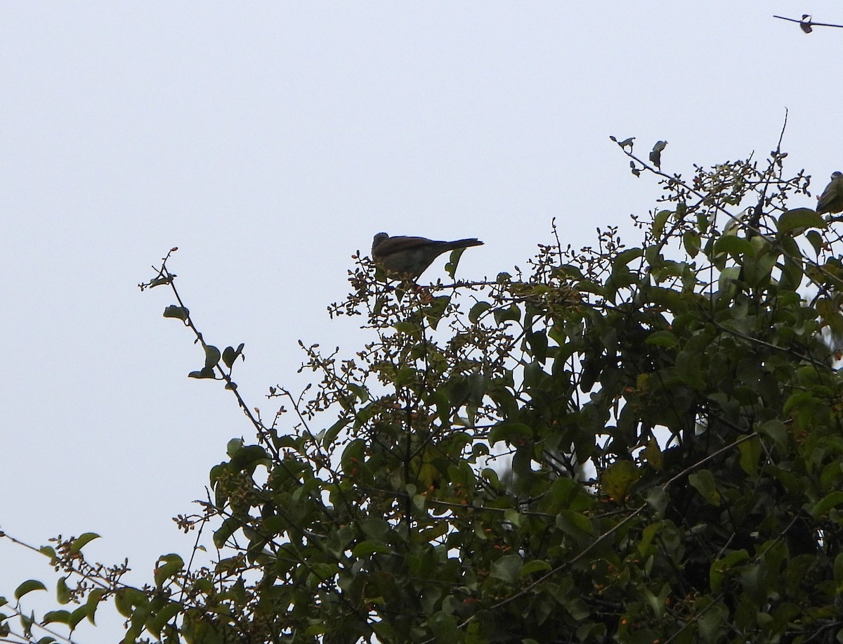 Pale-breasted Thrush - ML645815026
