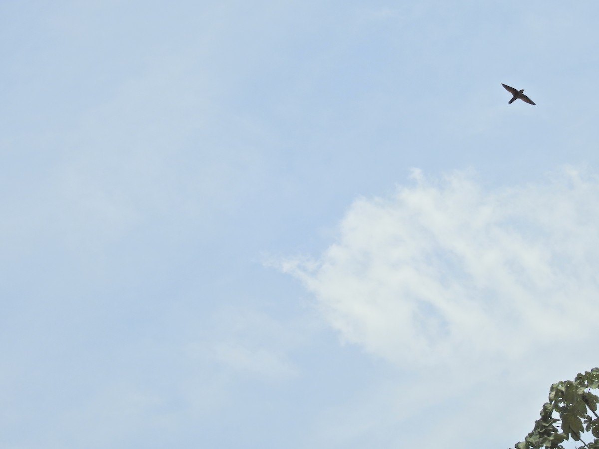 Chapman's Swift - ML645815052