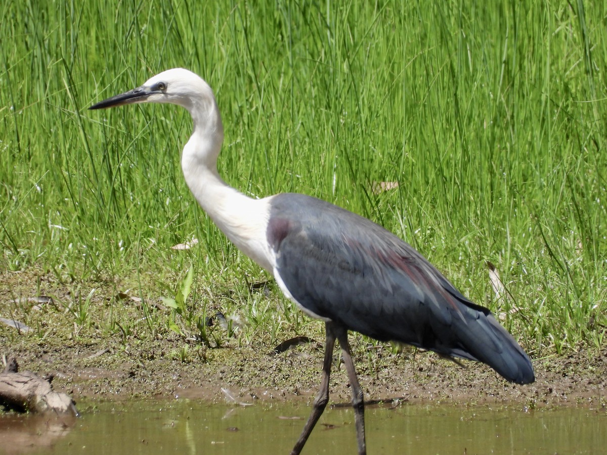 Pacific Heron - ML645815060