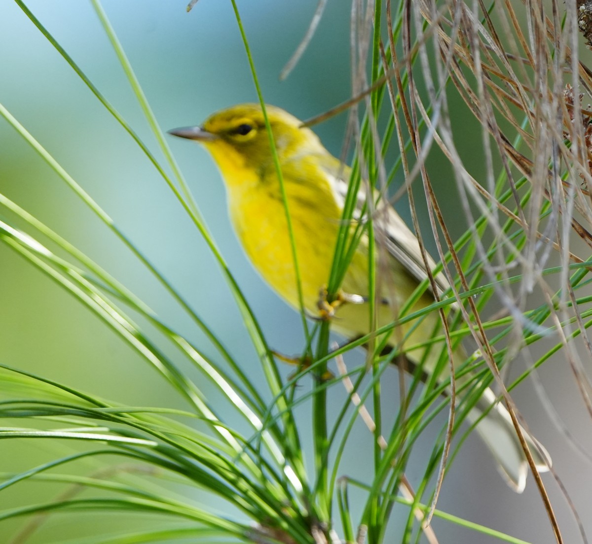 Pine Warbler - ML645815062