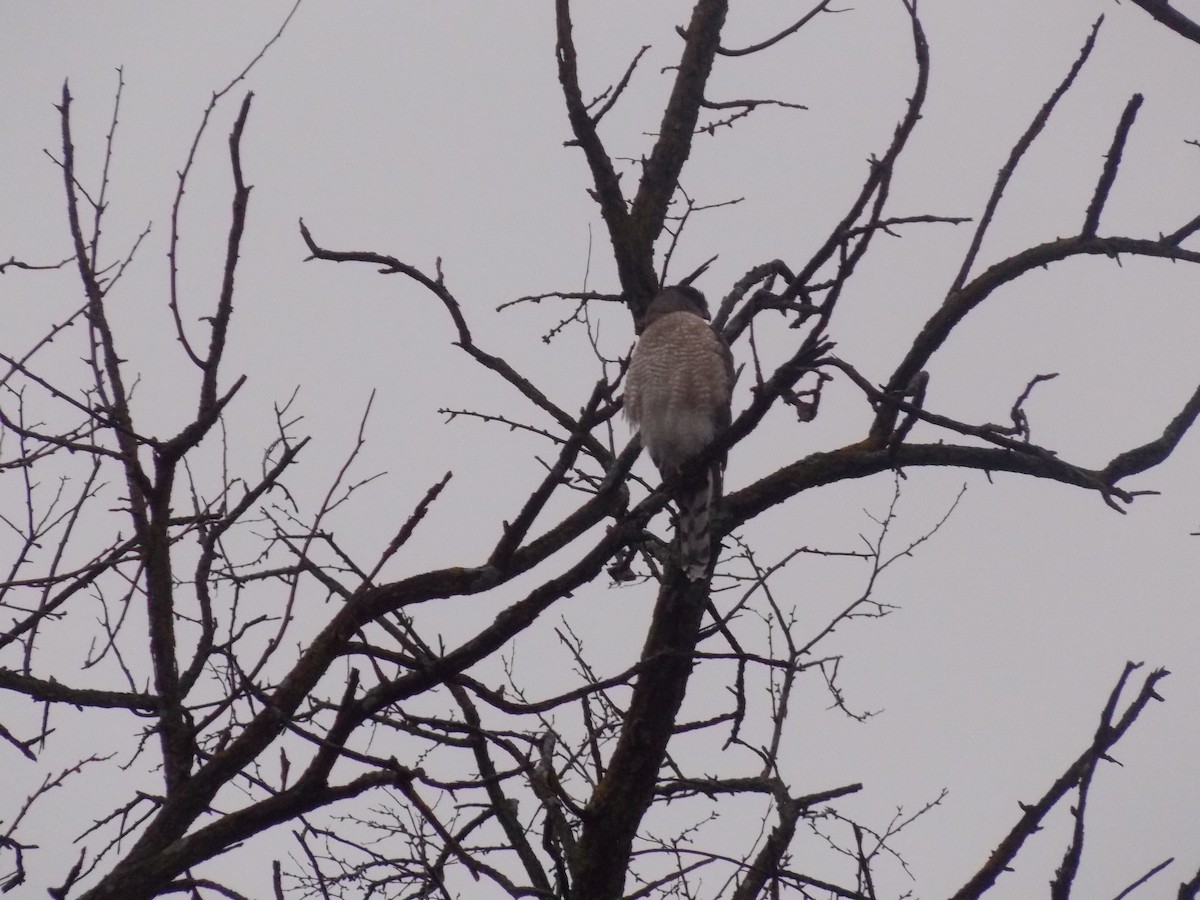 Cooper's Hawk - ML645815065