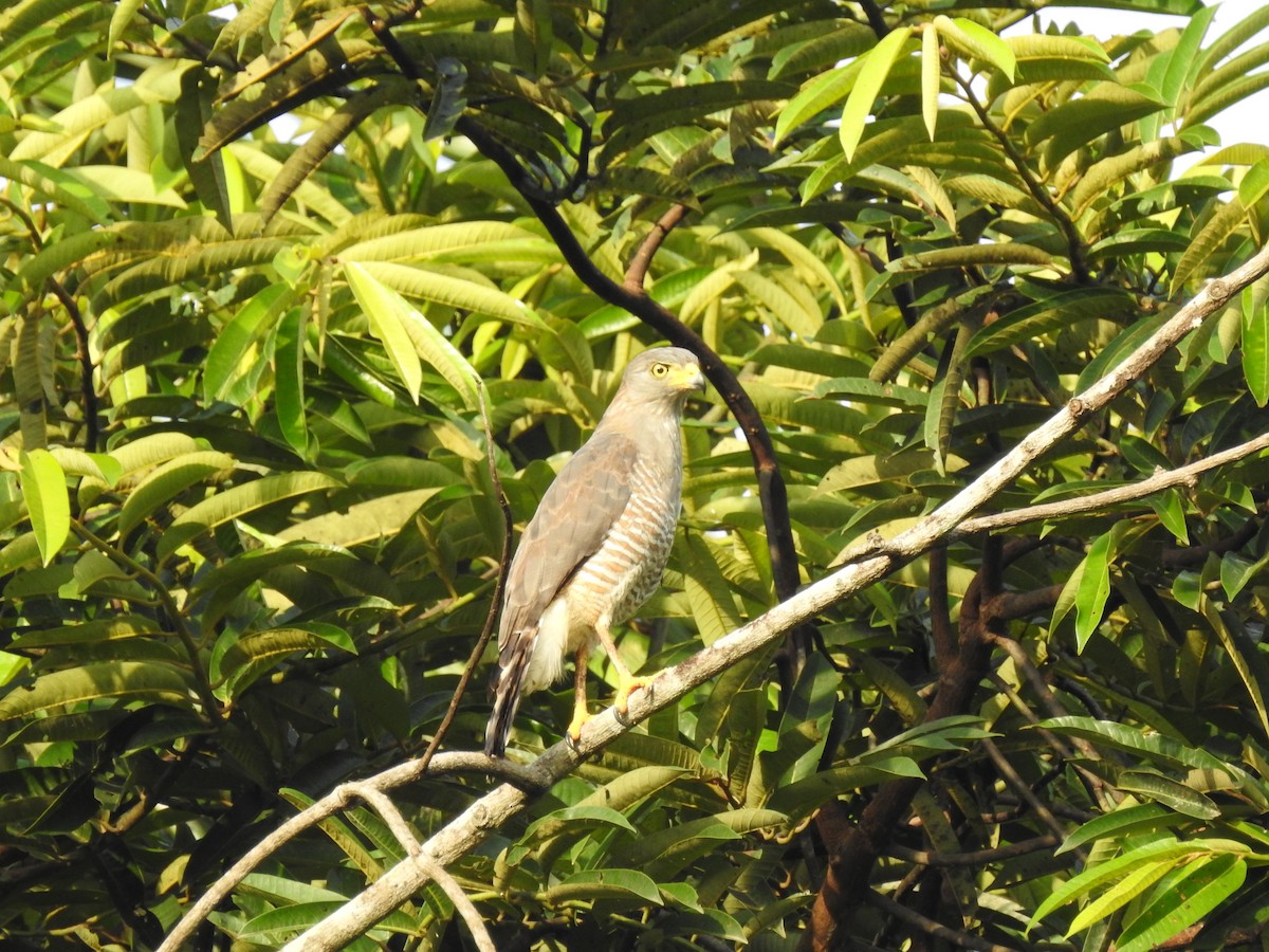 Roadside Hawk - ML645815067