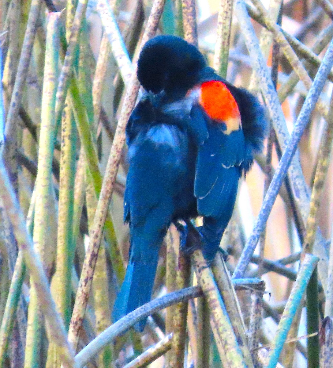 Red-winged Blackbird - ML645815071
