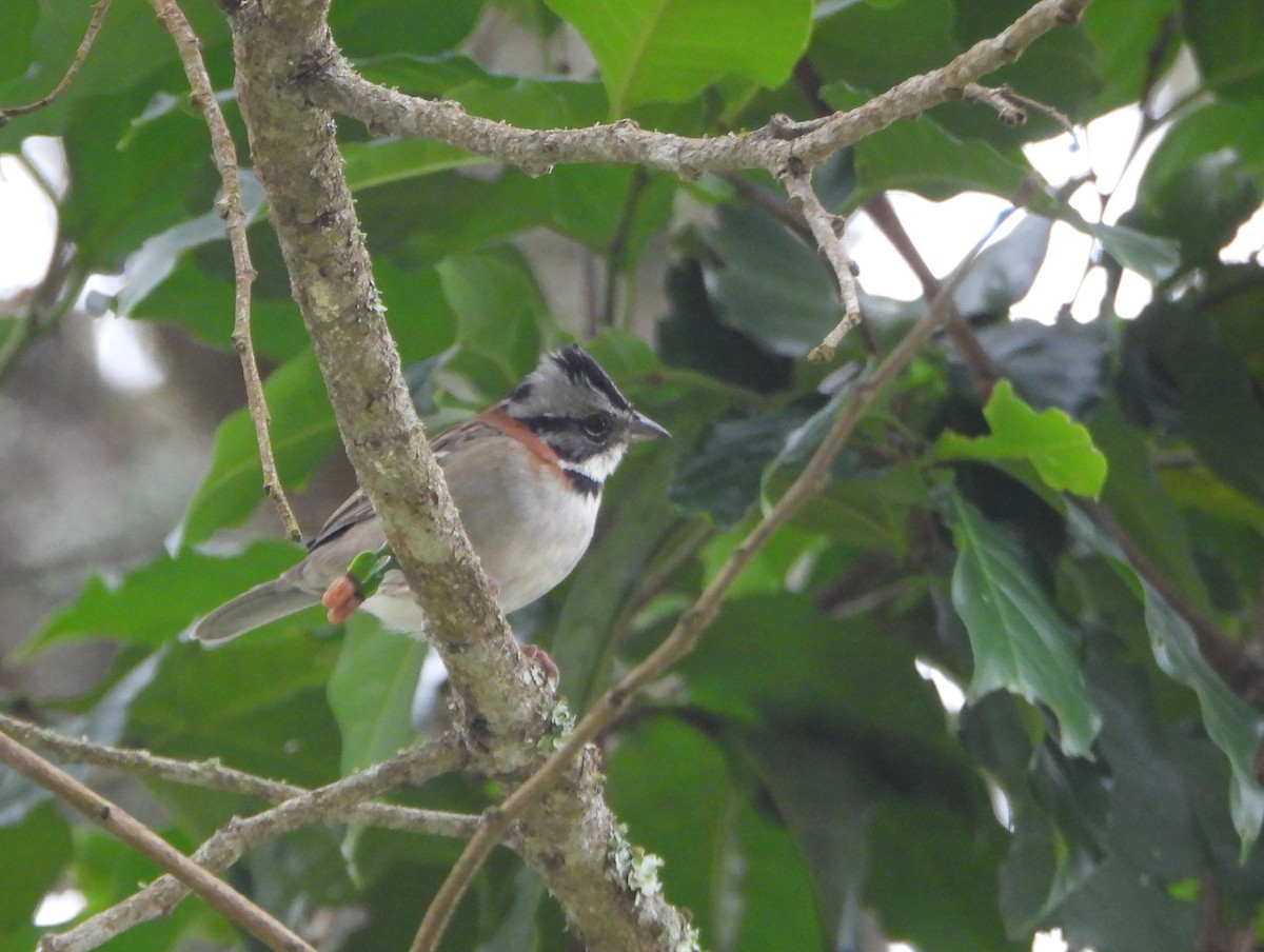 Morgenammer - ML645815073