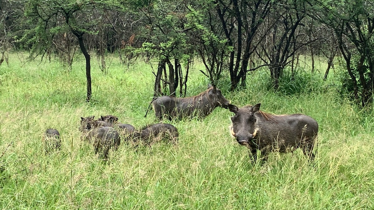 Common Warthog - ML645815080
