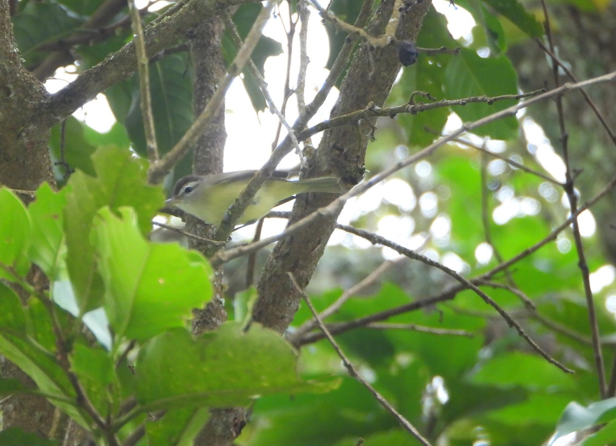 Brown-capped Vireo - ML645815084